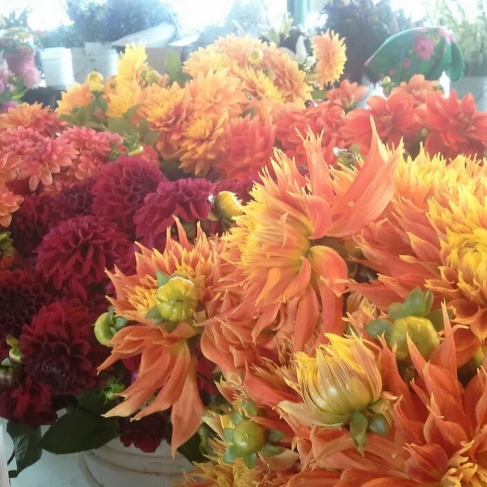 Meet your Posher, Camille